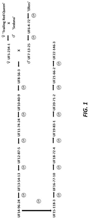 Figure 1 of US plant patent PP35720, the photograph of UF22-146-3 printed in the patent.