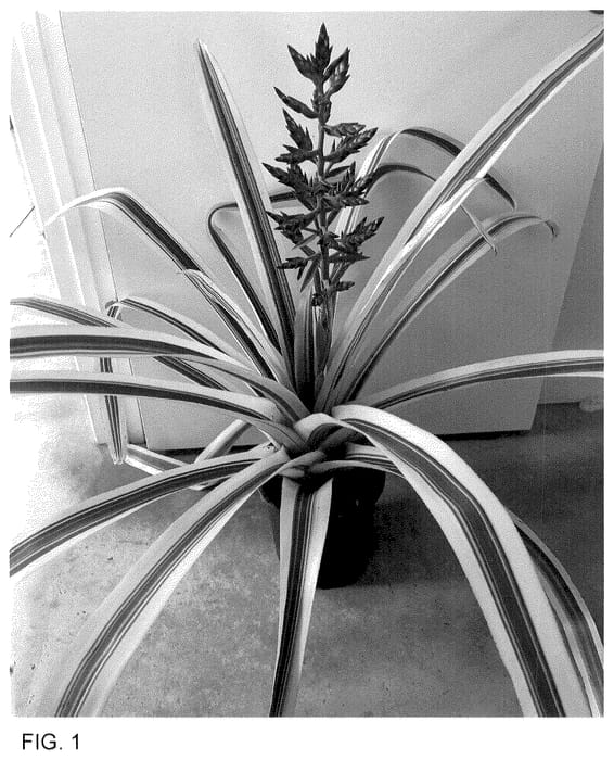 Figure 1 of US plant patent PP35721, the photograph of Blue Dream printed in the patent.