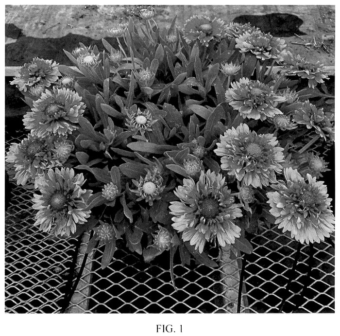 Figure 1 of US plant patent PP35722, the photograph of Orange Ruffles printed in the patent.