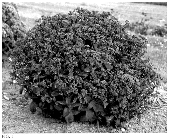 Figure 1 of US plant patent PP35725, the photograph of Midnight Velvet printed in the patent.