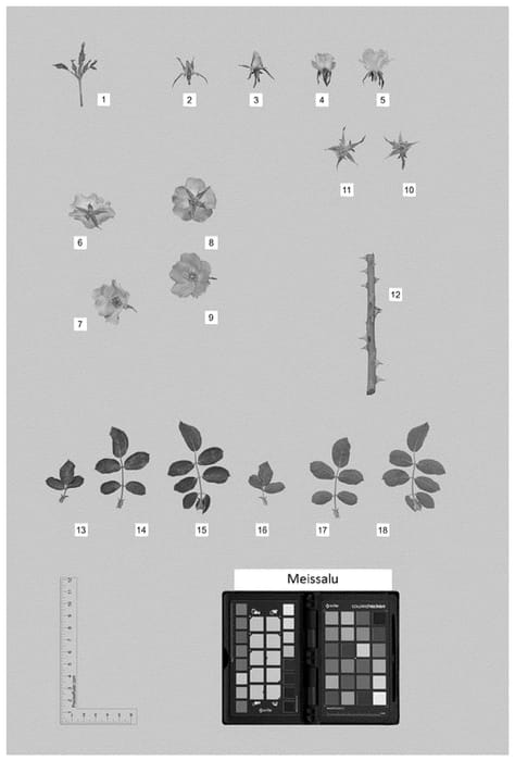 Figure 1 of US plant patent PP35726, the photograph of MEISSALU printed in the patent.
