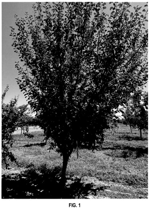 Figure 1 of US plant patent PP35727, the photograph of UC G2S-8 printed in the patent.