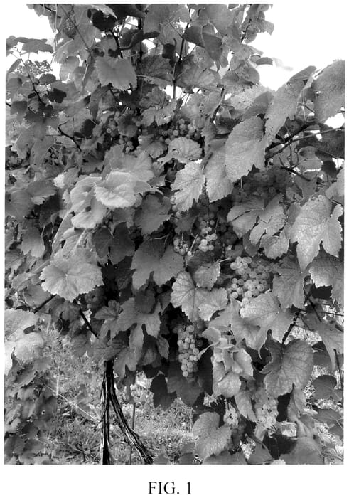 Figure 1 of US plant patent PP35728, the photograph of ARAVELLE printed in the patent.