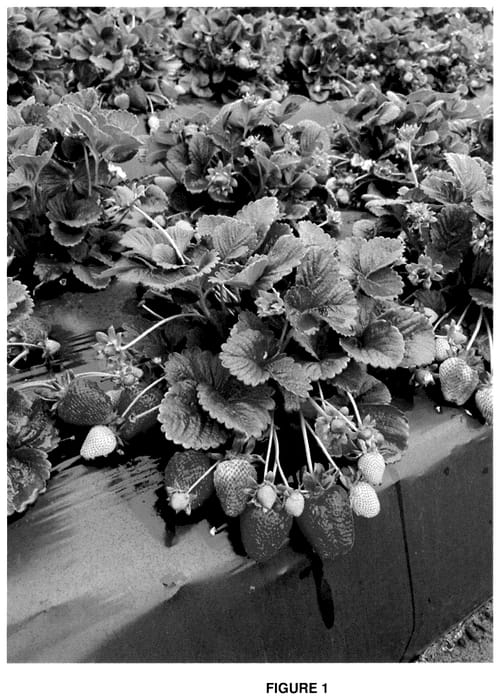 Figure 1 of US plant patent PP35729, the photograph of Plared 18009 printed in the patent.