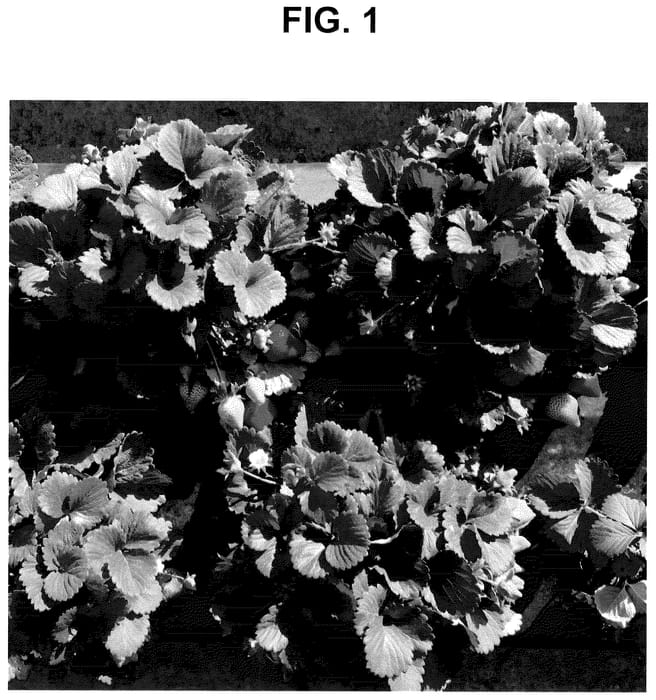 Figure 1 of US plant patent PP35730, the photograph of SB_15_089-060 printed in the patent.