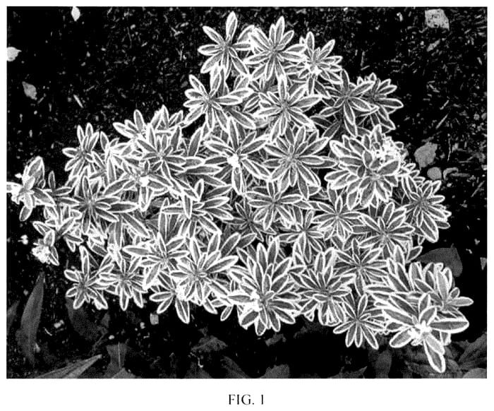 Figure 1 of US plant patent PP35731, the photograph of Moon Canyon printed in the patent.