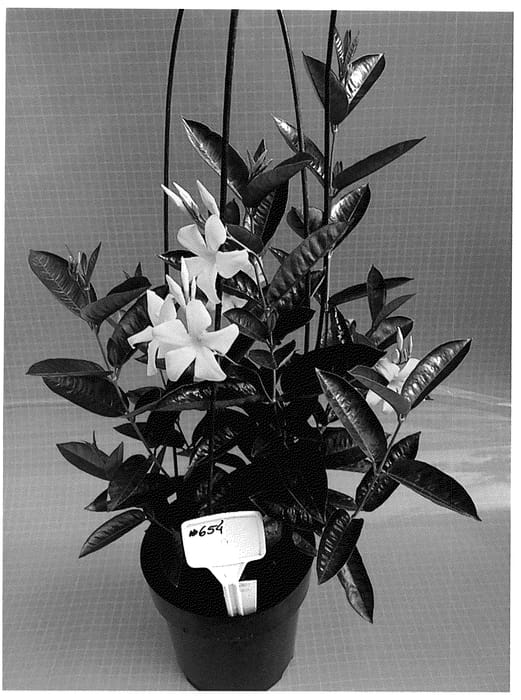 Figure 1 of US plant patent PP35732, the photograph of TVMD654 printed in the patent.