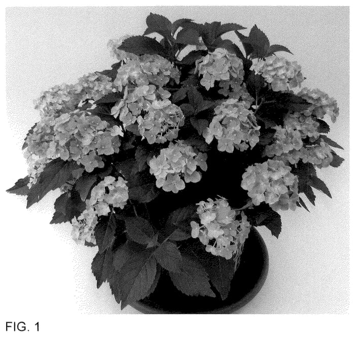 Figure 1 of US plant patent PP35733, the photograph of H223914 printed in the patent.