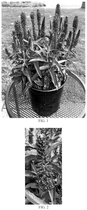 Figure 1 of US plant patent PP35734, the photograph of Balmoodluim printed in the patent.
