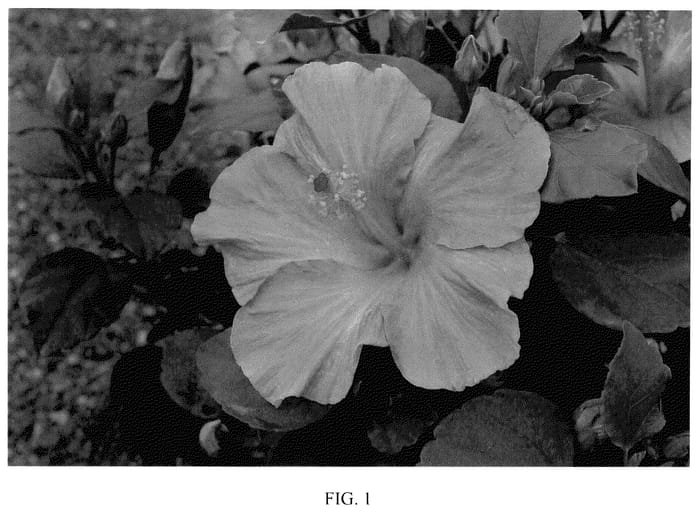 Figure 1 of US plant patent PP35735, the photograph of JBG AH-59 printed in the patent.