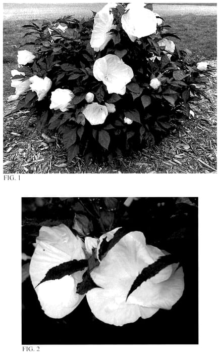 Figure 1 of US plant patent PP35736, the photograph of Cookies and Cream printed in the patent.