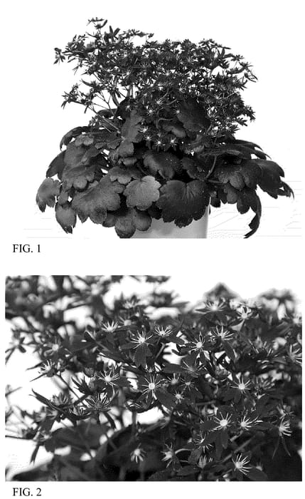 Figure 1 of US plant patent PP35737, the photograph of SH 1935 printed in the patent.