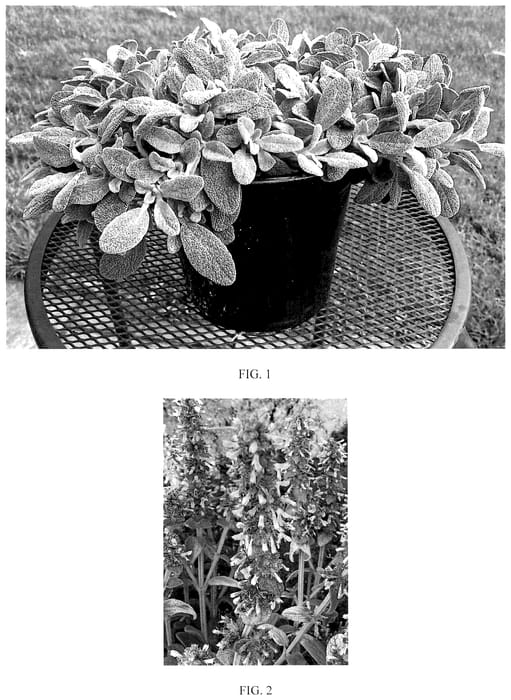 Figure 1 of US plant patent PP35738, the photograph of Balstaclamb printed in the patent.