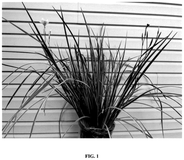 Figure 1 of US plant patent PP35739, the photograph of DBV001 printed in the patent.
