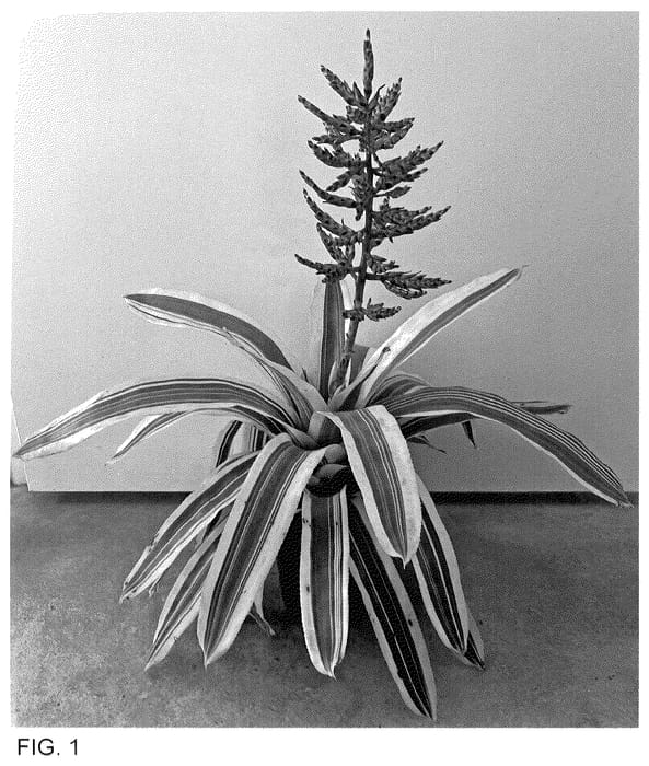 Figure 1 of US plant patent PP35740, the photograph of Blue Wave printed in the patent.