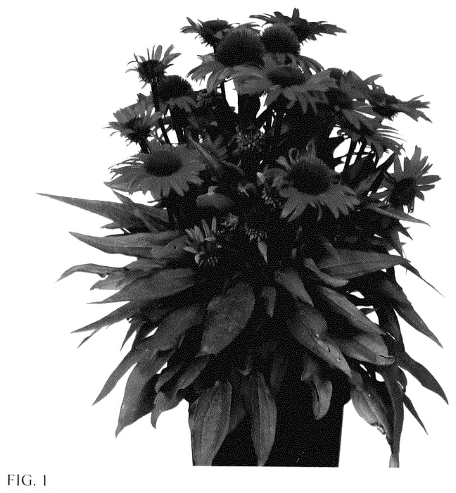 Figure 1 of US plant patent PP35741, the photograph of IFECSSPOM printed in the patent.