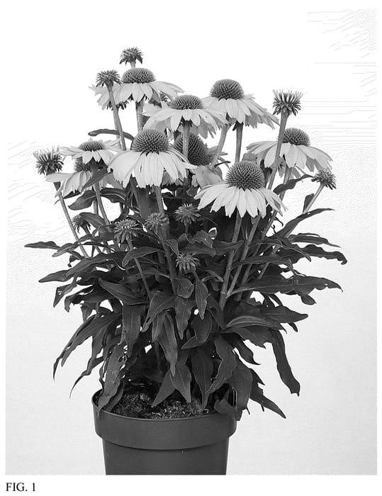 Figure 1 of US plant patent PP35742, the photograph of IFECSSCITR printed in the patent.