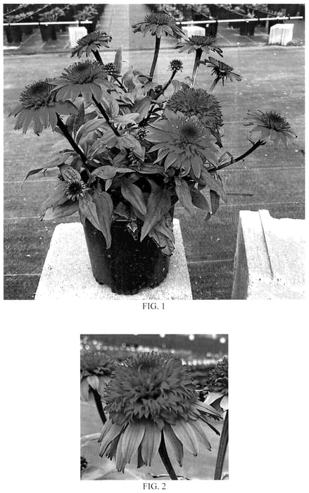 Figure 1 of US plant patent PP35743, the photograph of Balscmelux printed in the patent.