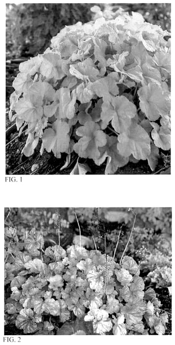Figure 1 of US plant patent PP35744, the photograph of Pistachio Ambrosia printed in the patent.