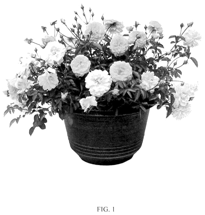 Figure 1 of US plant patent PP35745, the photograph of TMRO14-02 printed in the patent.