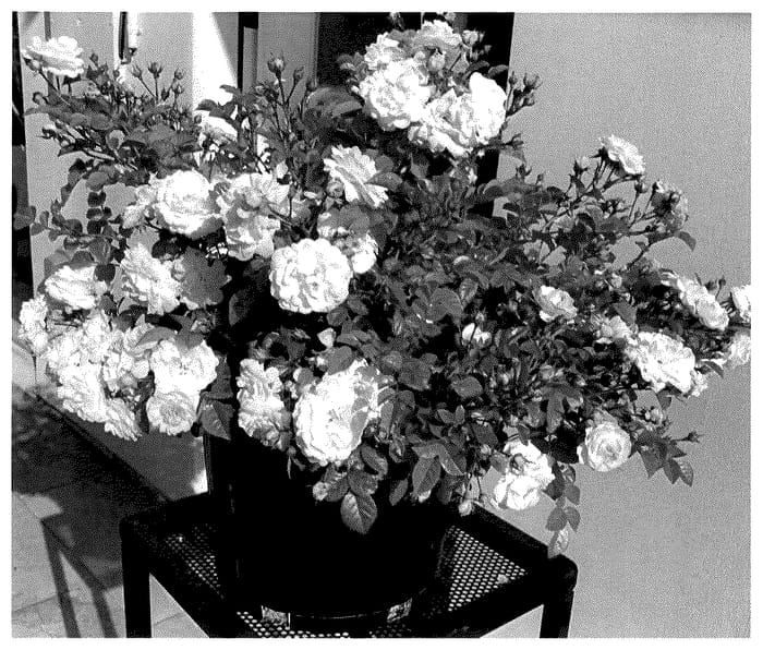 Figure 1 of US plant patent PP35746, the photograph of TMRO14-08 printed in the patent.