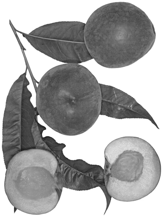 Figure 1 of US plant patent PP35747, the photograph of Spring Breeze printed in the patent.