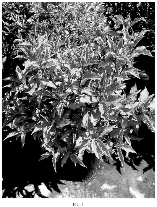 Figure 1 of US plant patent PP35748, the photograph of TMWG18-04 printed in the patent.