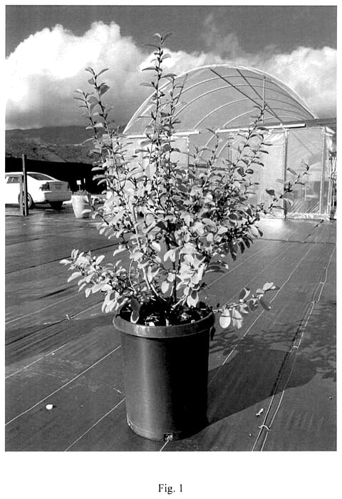 Figure 1 of US plant patent PP35749, the photograph of SL01 printed in the patent.