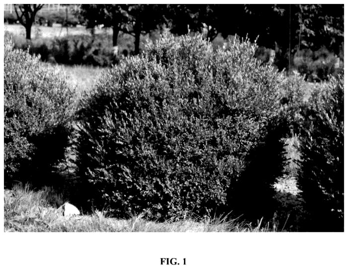 Figure 1 of US plant patent PP35750, the photograph of JN Select I printed in the patent.