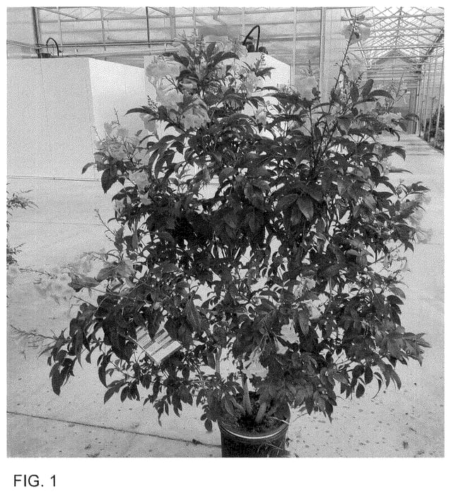 Figure 1 of US plant patent PP35751, the photograph of SMNTSC printed in the patent.