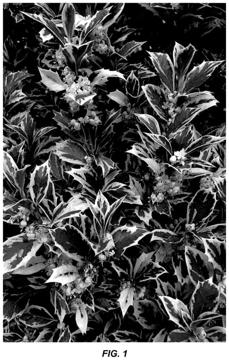 Figure 1 of US plant patent PP35752, the photograph of CDAV247 printed in the patent.