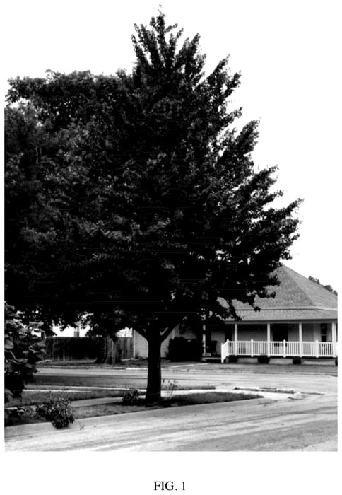 Figure 1 of US plant patent PP35753, the photograph of Waconda Gold printed in the patent.