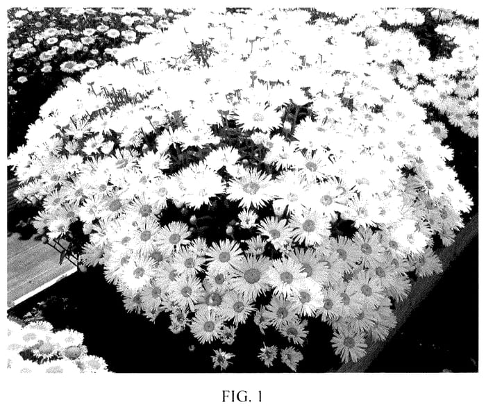 Figure 1 of US plant patent PP35754, the photograph of Real Winner printed in the patent.