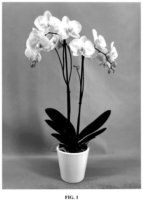 Figure 1 of US plant patent PP35755, the photograph of PHA191366 printed in the patent.