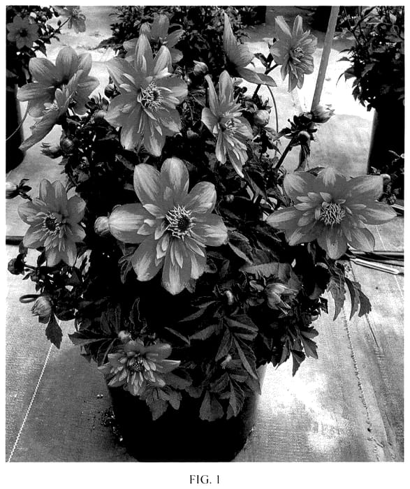 Figure 1 of US plant patent PP35756, the photograph of KH72214-08 printed in the patent.