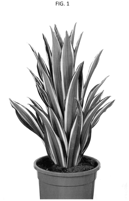 Figure 1 of US plant patent PP35757, the photograph of DRAWHISPI printed in the patent.
