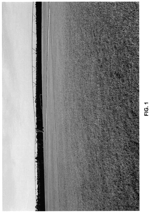 Figure 1 of US plant patent PP35758, the photograph of Tift TC458 printed in the patent.