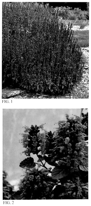Figure 1 of US plant patent PP35759, the photograph of Blue Bayou printed in the patent.