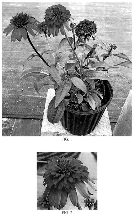 Figure 1 of US plant patent PP35760, the photograph of Balscawbux printed in the patent.