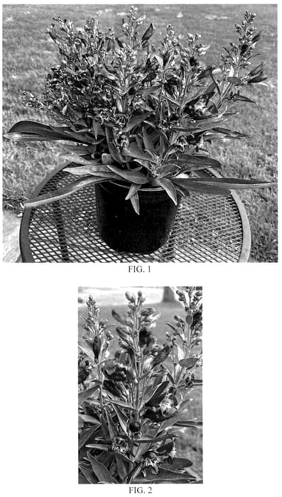 Figure 1 of US plant patent PP35761, the photograph of Balrocurp printed in the patent.