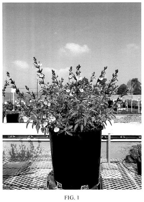 Figure 1 of US plant patent PP35762, the photograph of Ignition Sunrise printed in the patent.