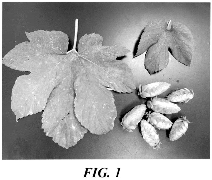 Figure 1 of US plant patent PP35763, the photograph of HBC 1134 printed in the patent.