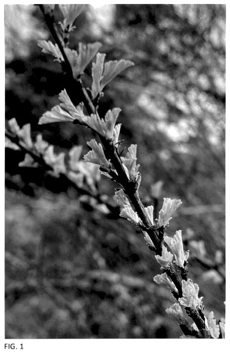 Figure 1 of US plant patent PP35764, the photograph of SueCKat printed in the patent.