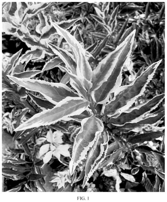 Figure 1 of US plant patent PP35765, the photograph of Discovery printed in the patent.