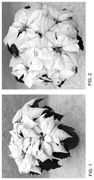 Figure 1 of US plant patent PP35766, the photograph of QS-86 printed in the patent.