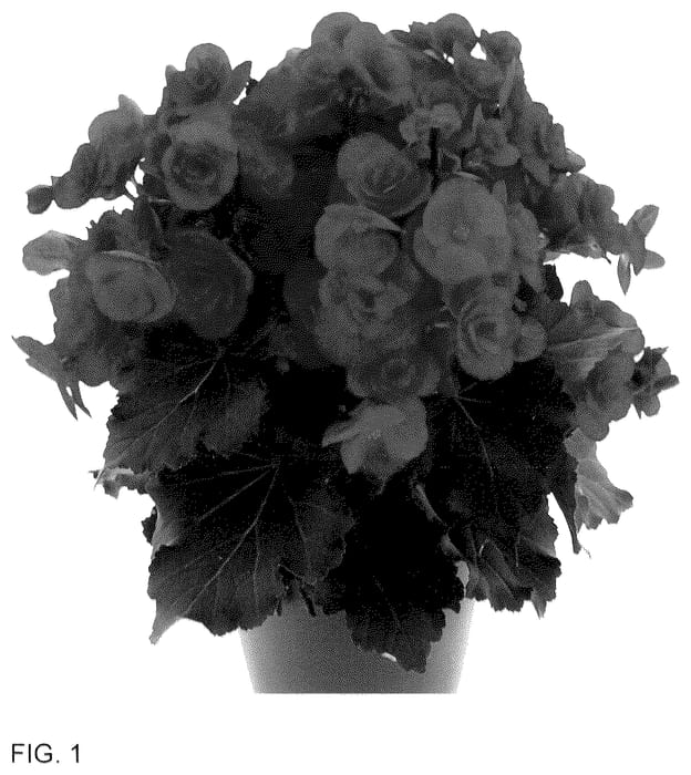 Figure 1 of US plant patent PP35767, the photograph of KRMOCOR01 printed in the patent.