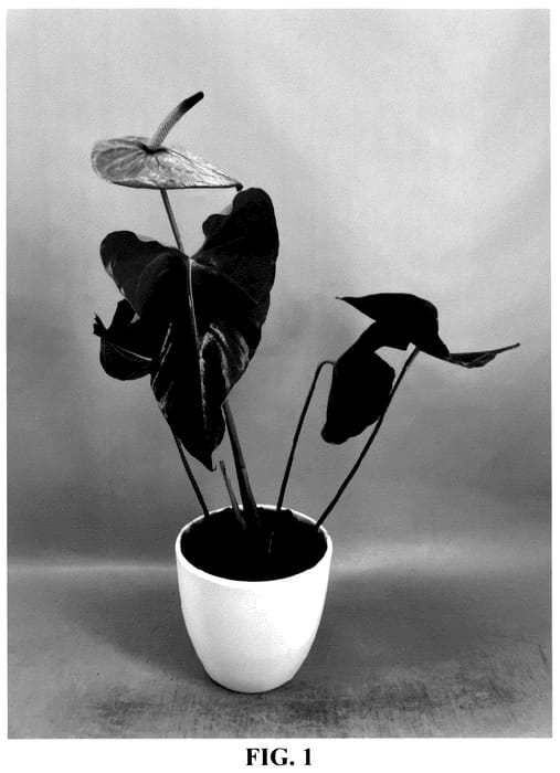 Figure 1 of US plant patent PP35768, the photograph of AN2443227 printed in the patent.