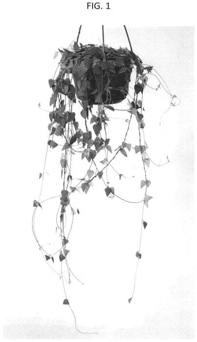 Figure 1 of US plant patent PP35769, the photograph of Remy printed in the patent.