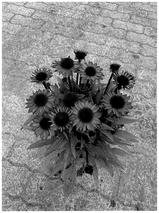 Figure 1 of US plant patent PP35770, the photograph of BullEchipur 115 printed in the patent.