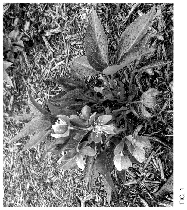 Figure 1 of US plant patent PP35771, the photograph of Table Mountain printed in the patent.